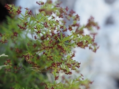 Galium rubrum
