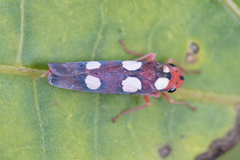 Tettisama quinquemaculata