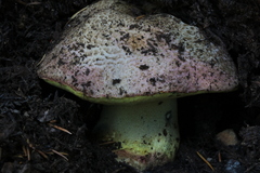 Butyriboletus abieticola