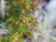 Galium rubrum