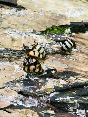 Oligocorynus zebra