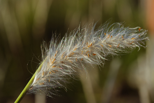 Imperata cylindrica