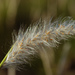 Bladey Grass - Photo (c) Cheng-Tao Lin, some rights reserved (CC BY), uploaded by Cheng-Tao Lin