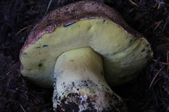 Butyriboletus abieticola
