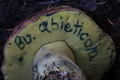 Butyriboletus abieticola