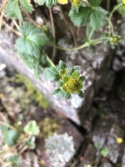 Geum calthifolium