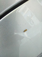Batia lunaris