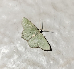 Chloropteryx nordicaria
