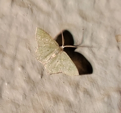 Chloropteryx nordicaria