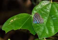 Cepheuptychia cephus