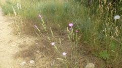 Dianthus longicaulis