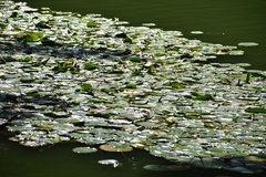 Nymphoides peltata