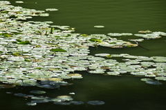 Nymphoides peltata