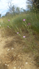 Dianthus longicaulis