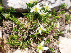 Moehringia ciliata