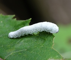 Tenthredo rubricoxis