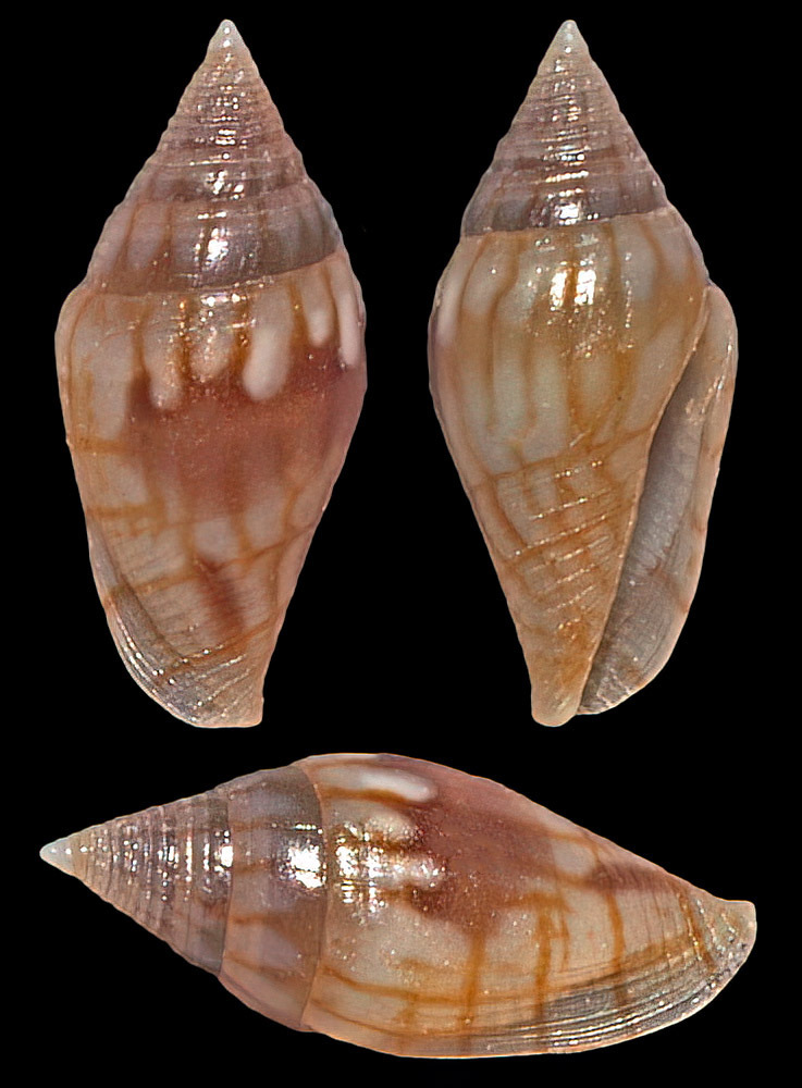Anarithma pamila