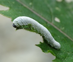 Tenthredo rubricoxis