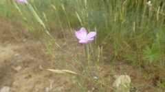 Dianthus longicaulis