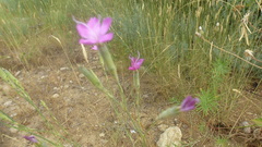 Dianthus longicaulis