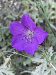Geranium oreganum