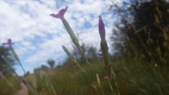 Dianthus longicaulis