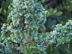 Juniperus squamata