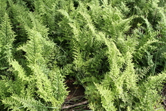 Cheilanthes viridis viridis