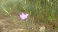Dianthus longicaulis
