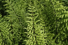 Cheilanthes viridis viridis