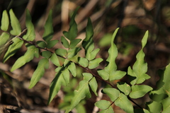 Cheilanthes viridis viridis