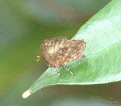 Logania marmorata damis