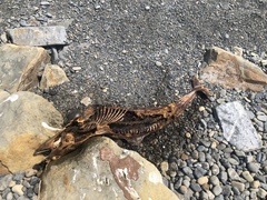 Phocoena phocoena relicta