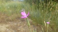 Dianthus longicaulis