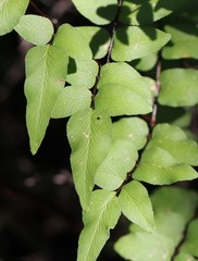 Cheilanthes viridis viridis