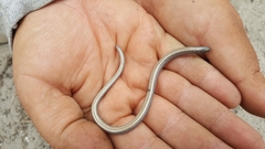 Anniella geronimensis