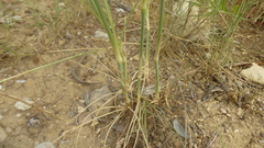 Dianthus longicaulis
