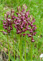 Anacamptis coriophora
