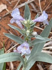 Penstemon angustifolius caudatus