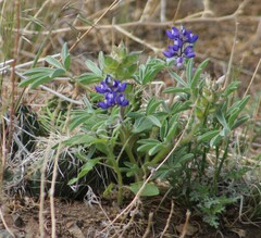 Lupinus pusillus