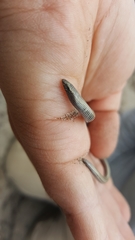 Anniella geronimensis