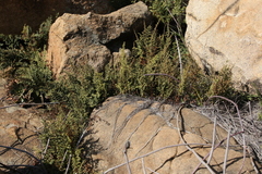 Cheilanthes viridis viridis