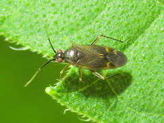 Plagiognathus arbustorum