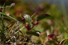 Euura herbaceae
