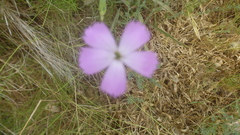Dianthus longicaulis