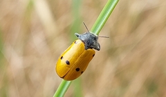 Clytra quadripunctata