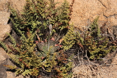 Cheilanthes viridis viridis