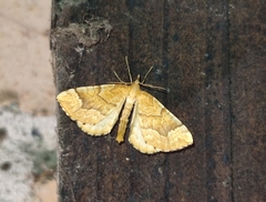 Eulithis mellinata