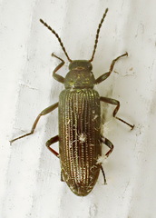 Strongylium crenatum