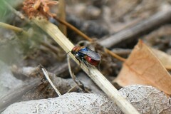 Hedychrum chalybaeum